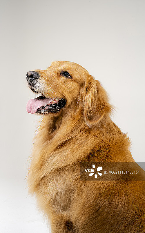 金毛犬图片素材