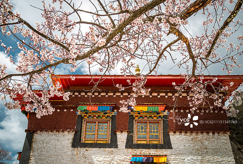 西藏林芝桃花-4图片素材