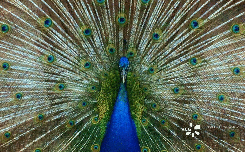 彩色孔雀图片素材