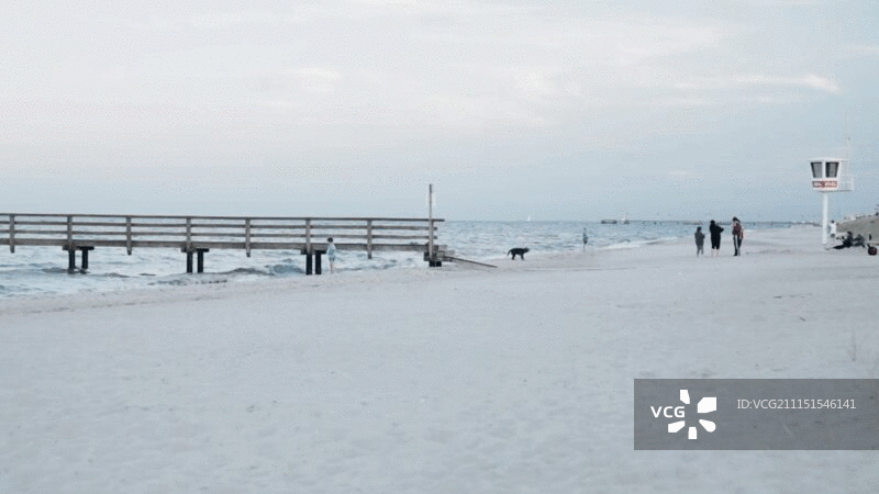 小狗在海滩上甩水图片素材