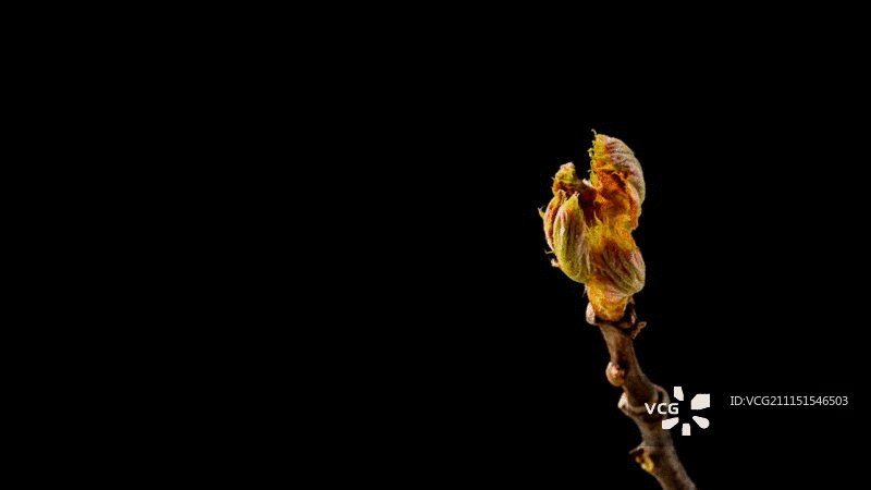 黑色背景上花朵开放和闭合的延时摄影图片素材