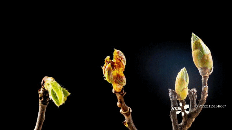 三朵鲜花在黑色背景下延时绽放图片素材