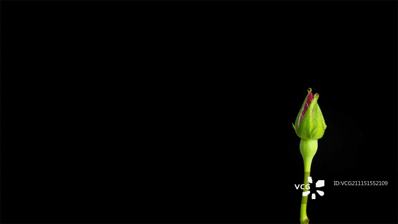 粉红玫瑰在黑色背景上绽放和凋谢的延时摄影图片素材