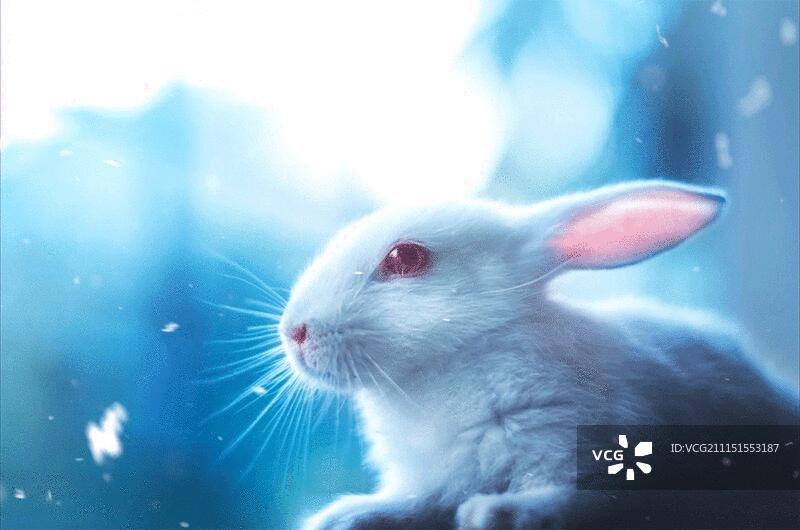 在雪地里摆动鼻子的白色兔子图片素材