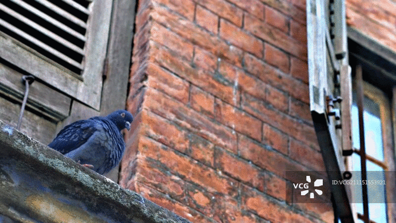 鸽子栖息在建筑物边缘的低角度视图图片素材
