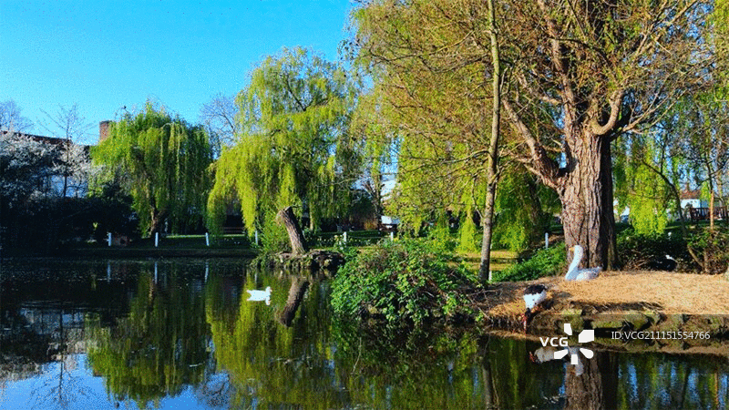 池塘边喝水的鸭子图片素材