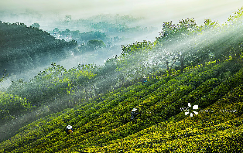 《晨作》图片素材