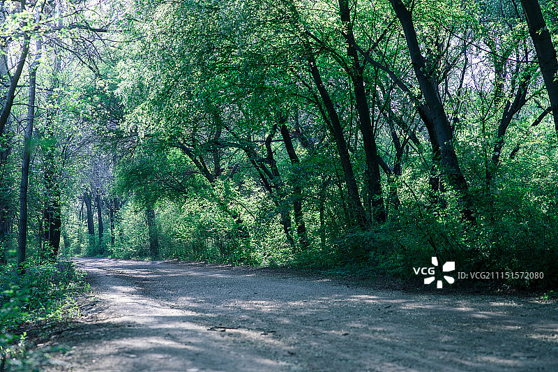树林泥土道路图片素材