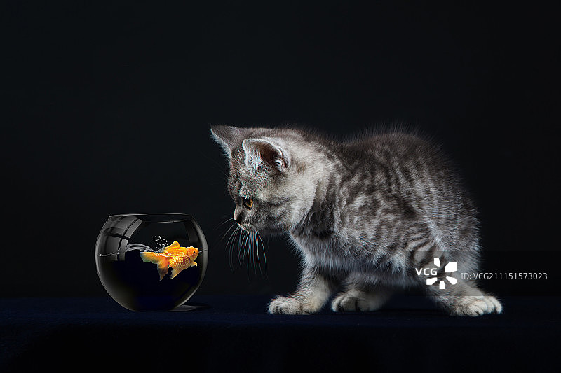 吃还是不吃图片素材