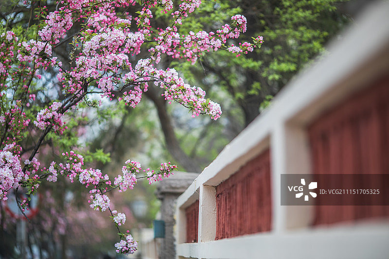 八大关景区宁武关路海棠花图片素材