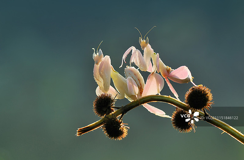 兰花螳螂图片素材