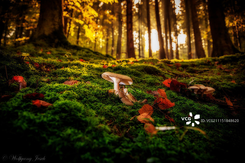 秋天的森林图片素材