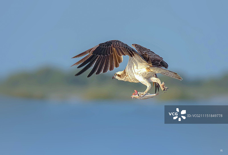 捕获猎物的鹗/鱼鹰图片素材