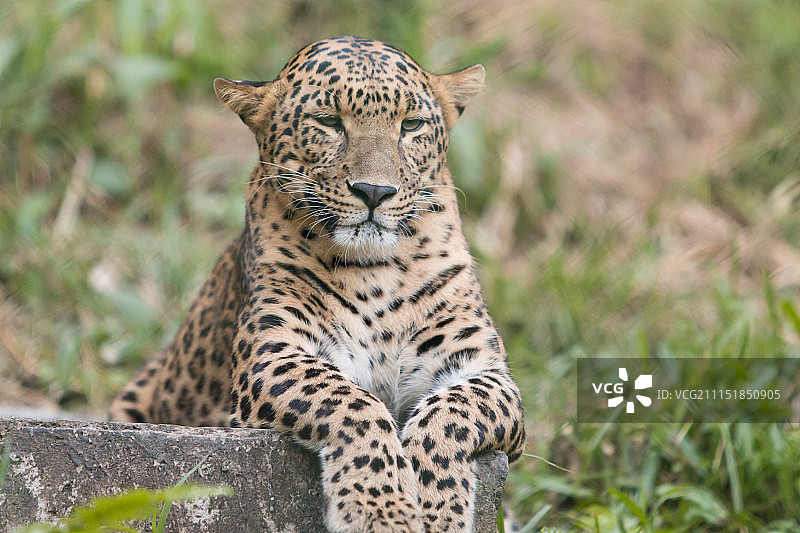 精准耐心隐秘的猫图片素材
