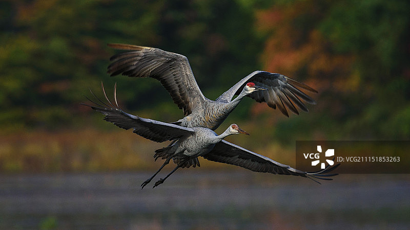 飞翔的沙丘鹤图片素材