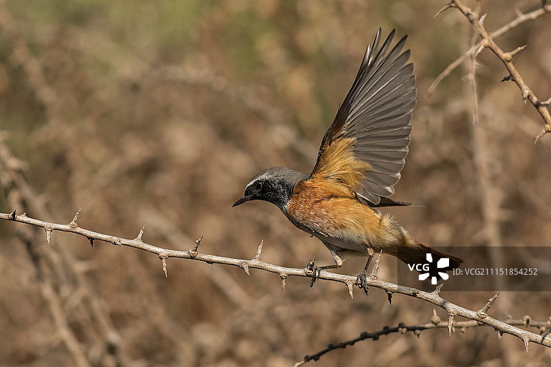 普通红尾鸲图片素材