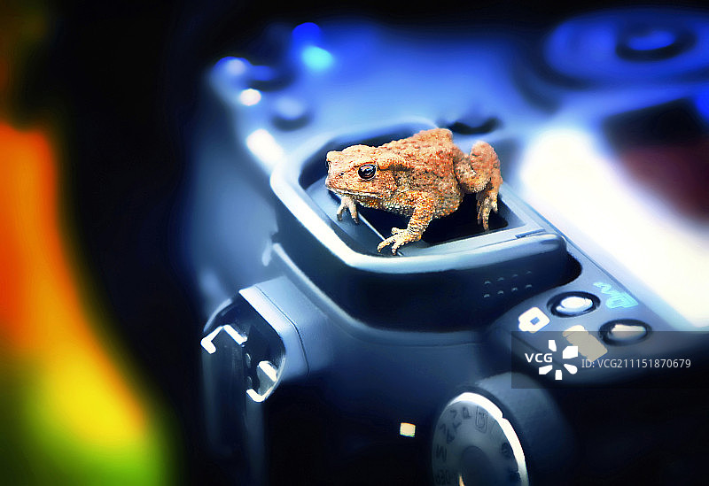 自然，动物群，青蛙，蟾蜍，动物，相机图片素材