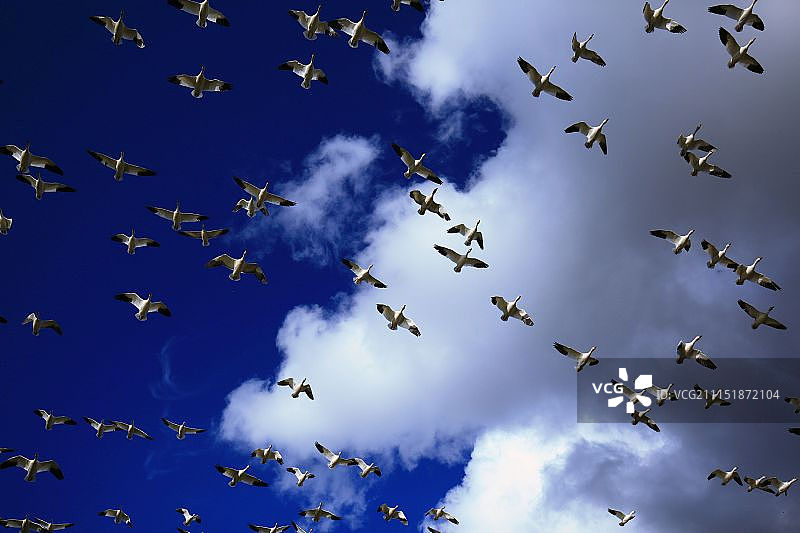 在天空翱翔的雪雁图片素材