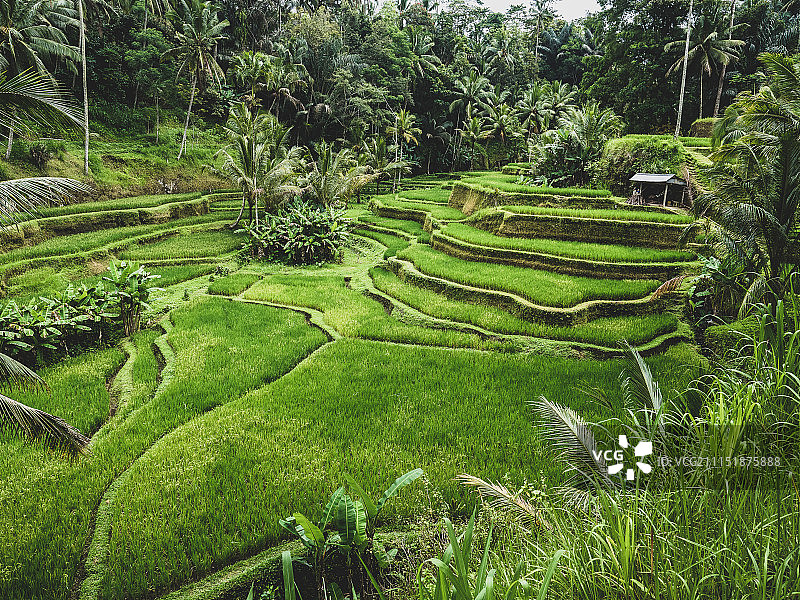 印度尼西亚巴厘岛乌布德格拉朗梯田图片素材