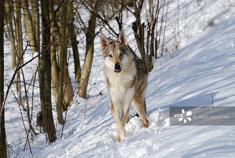 DSC_6690_02.jpg图片素材