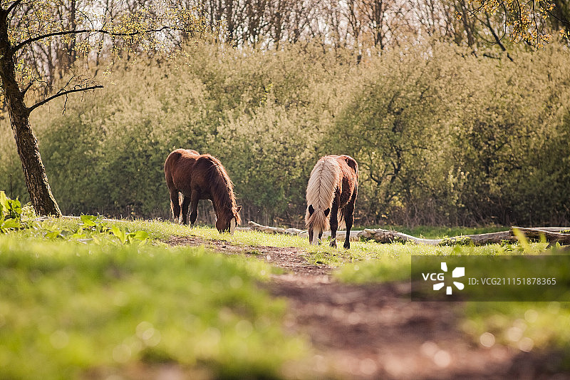 荷兰莱利斯塔德图片素材