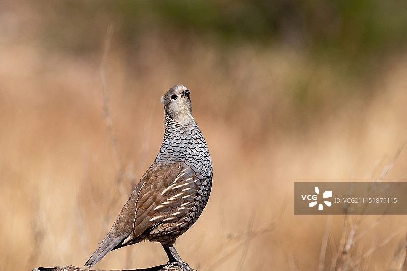 引体向上时看向镜头图片素材