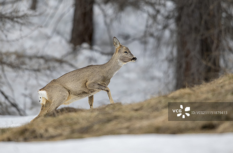 雌性狍鹿图片素材