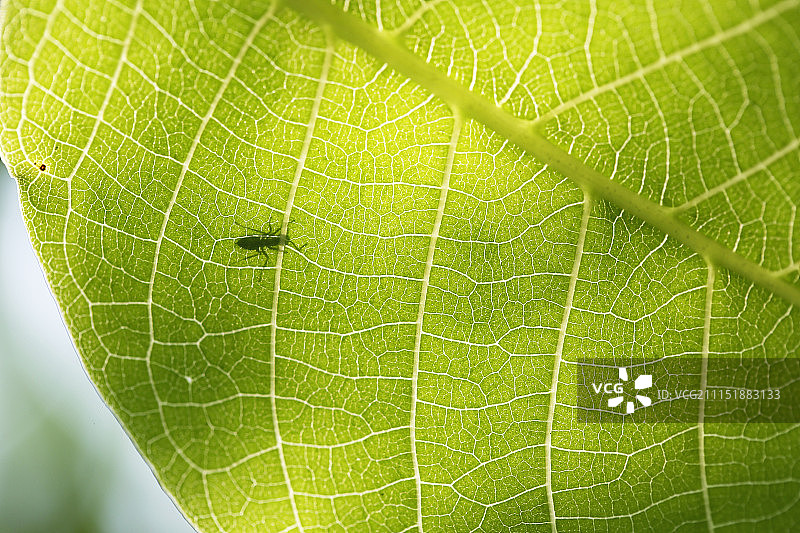 动植物世界-嫩叶与蚂蚁图片素材