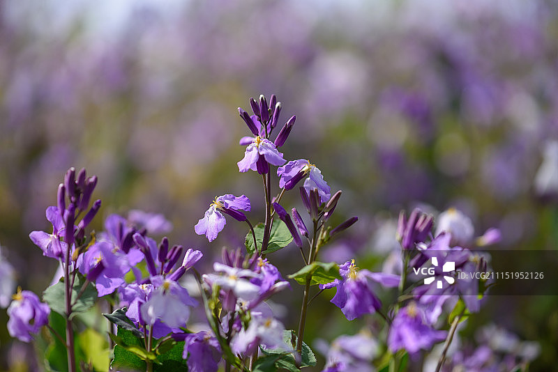 二月兰（诸葛菜）图片素材