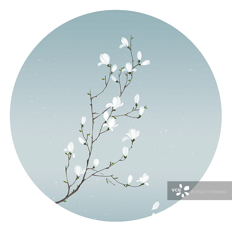 玉兰花图片素材