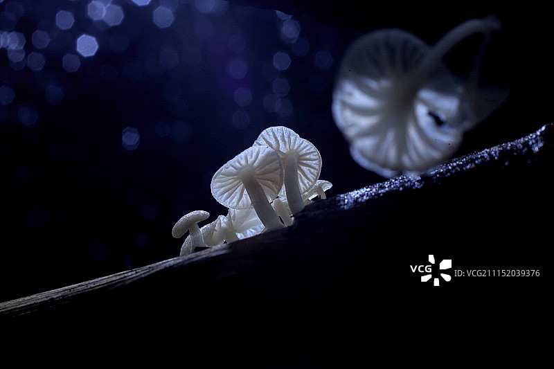 蓝色妖姬图片素材