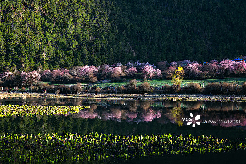 西藏林芝桃花-1图片素材