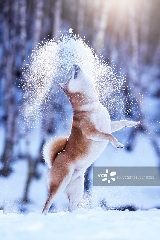 雪山中的柴犬图片素材