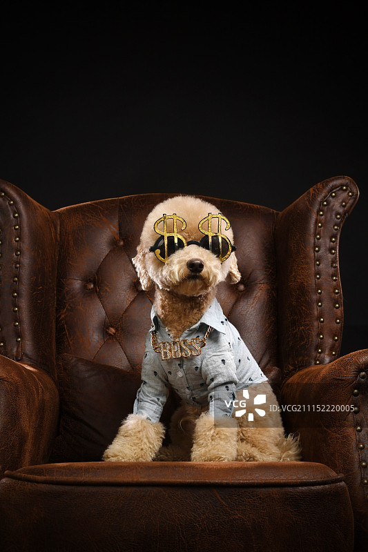 贵宾犬图片素材