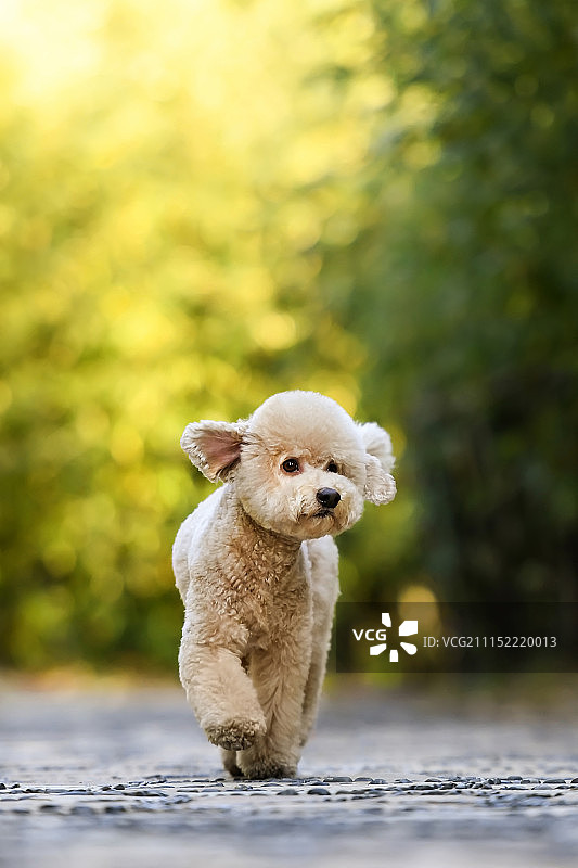 贵宾犬图片素材