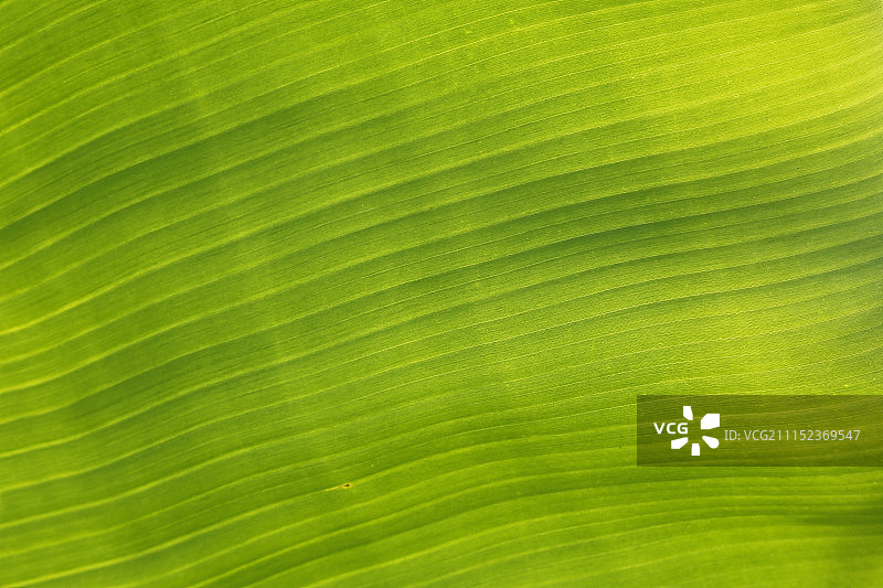 芭蕉叶绿色线条图片素材