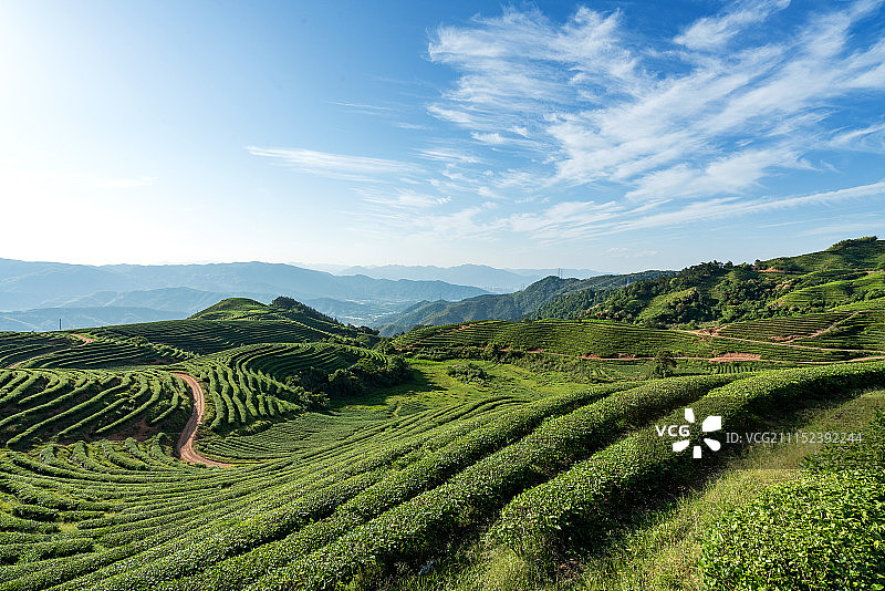 高山茶园图片素材