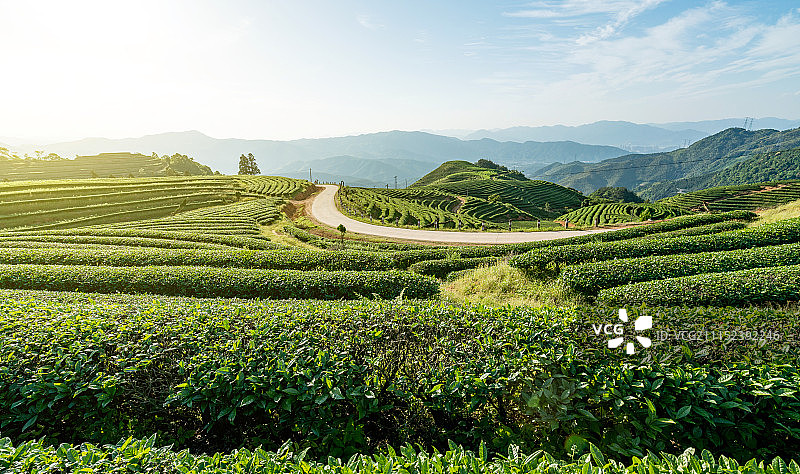 高山茶园图片素材