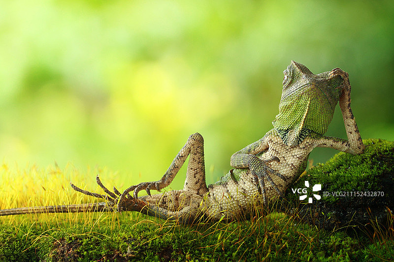 像老板一样放松图片素材