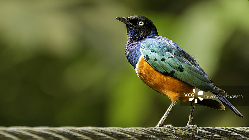 精湛的Sterling px图片素材