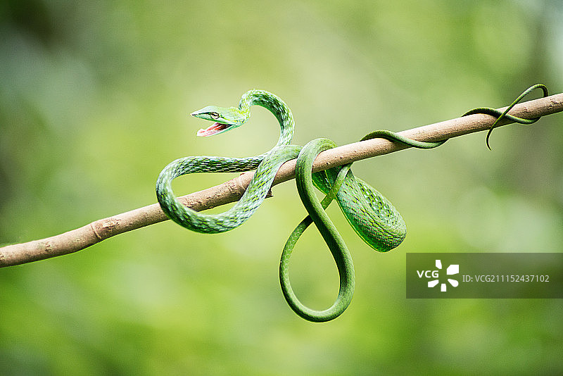 绿藤蛇图片素材
