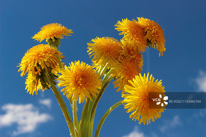 春回大地图片素材