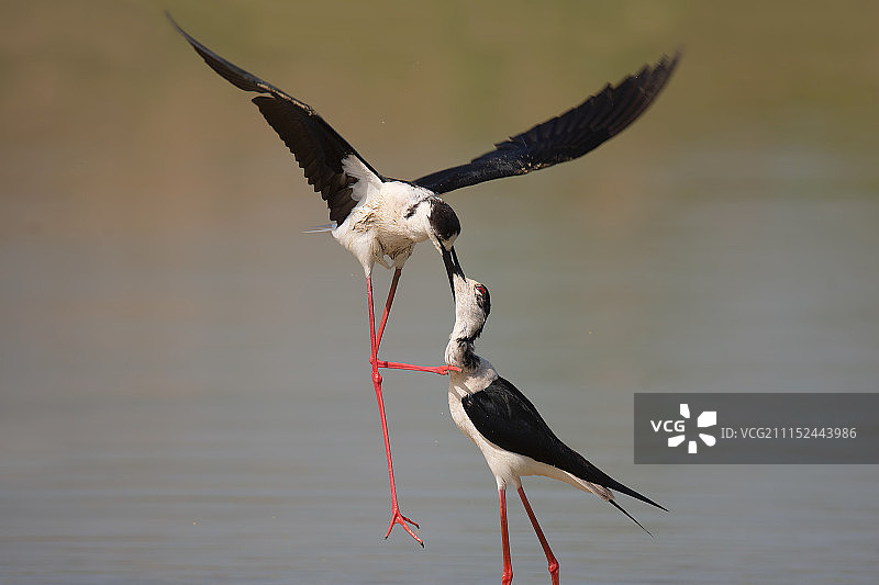 Black-winged高跷图片素材