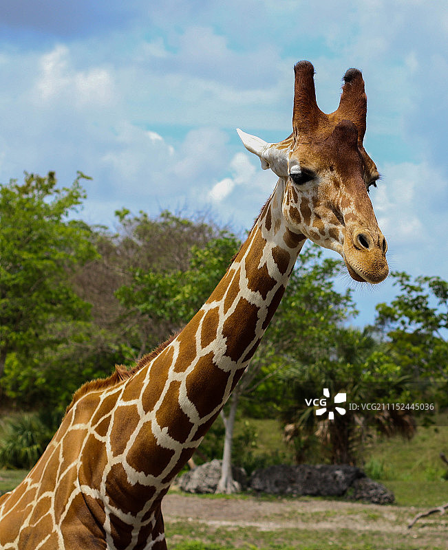 长颈鹿图片素材