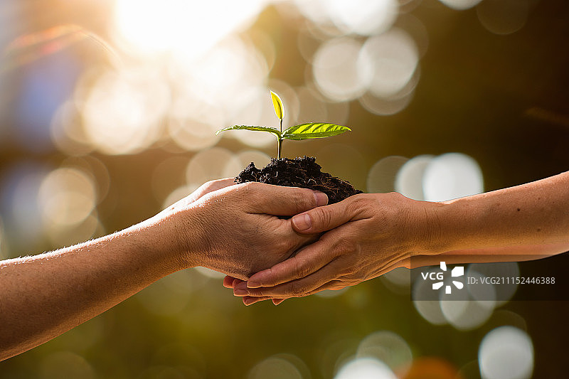 情侣手捧绿色植物图片素材