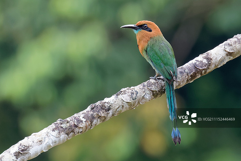 棕扇尾蜂鸟图片素材