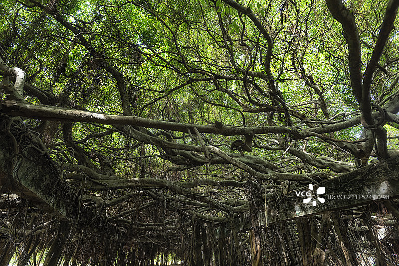 Pedestrian path at the Banyan图片素材