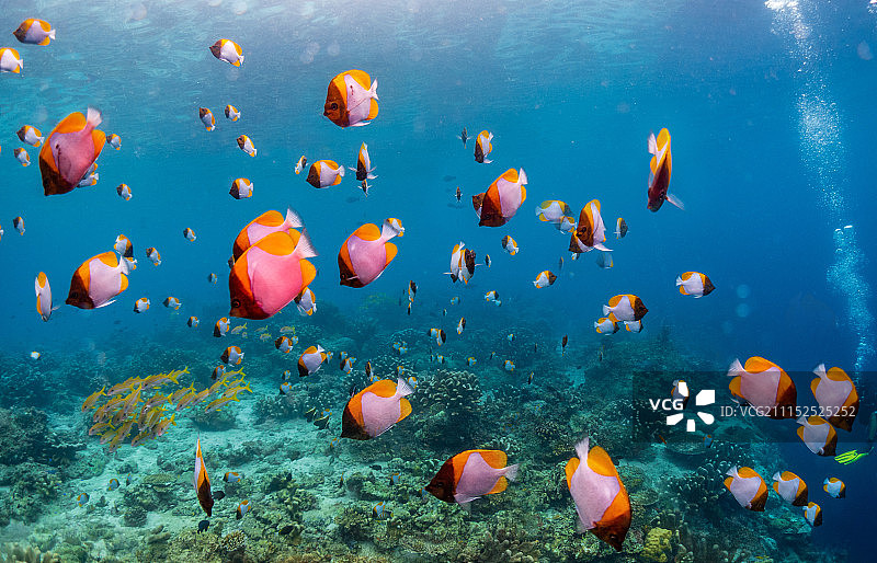 海底世界的鱼图片素材