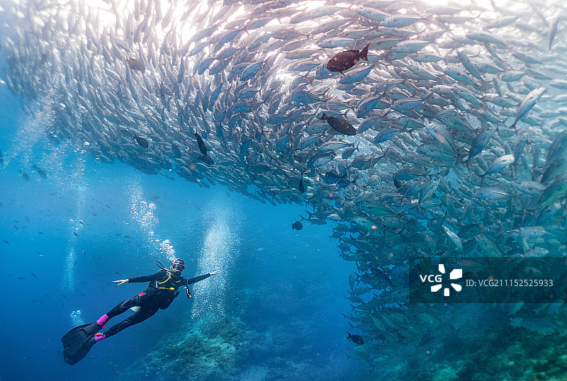 鱼群和潜水者图片素材