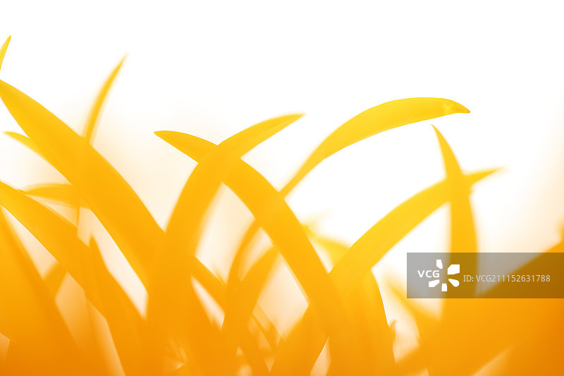 多种物体表面微观摄影 039图片素材